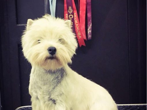 What Dreams May Come