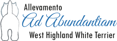 Ad Abundantiam - Allevamento West Highland White Terrier