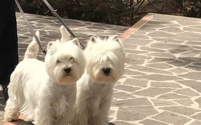 Raduno Terrier di Palmi (RC) del 30.04.2017