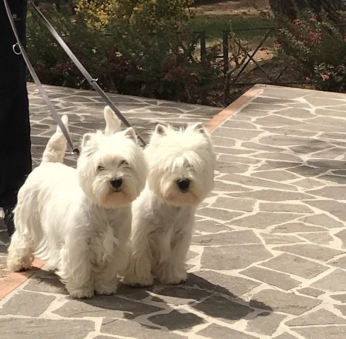 Raduno Terrier di Palmi (RC) del 30.04.2017