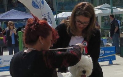 Partecipare alle esposizioni