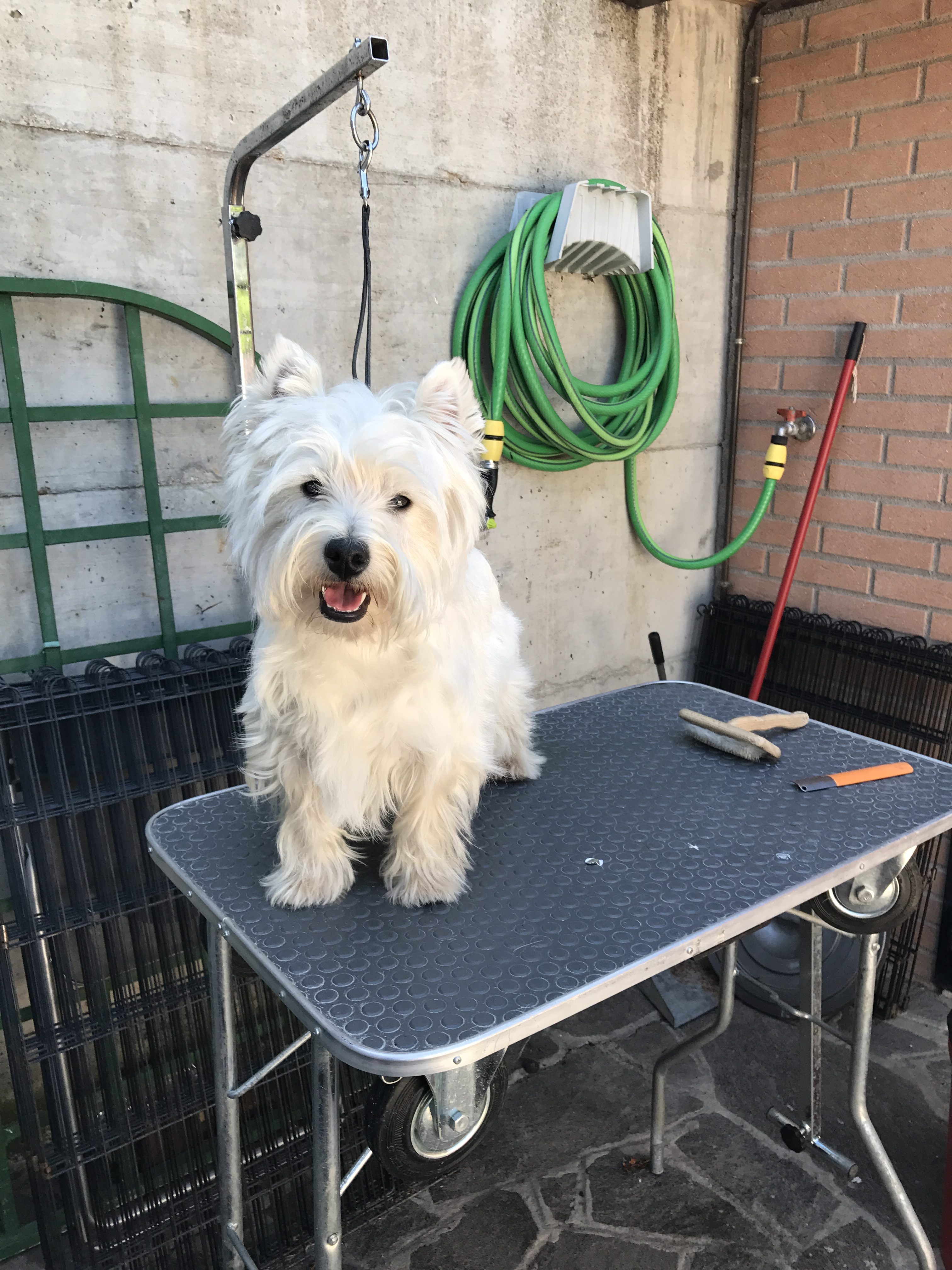 Stripping • Ad Abundantiam Allevamento West Highland White Terrier