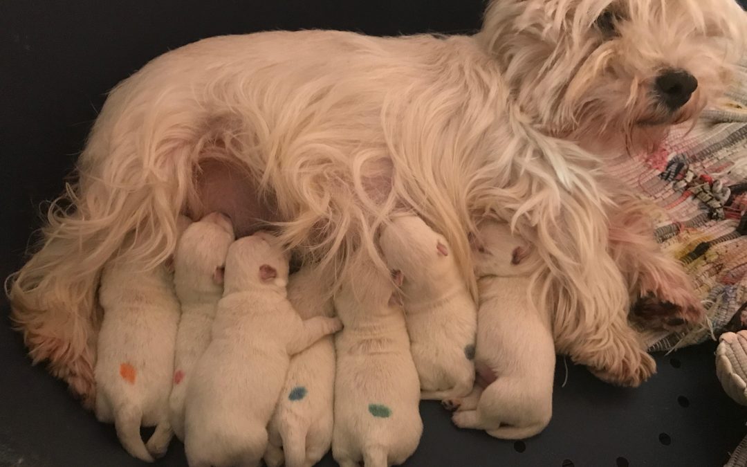7 cuccioli da Sissi e Bruno