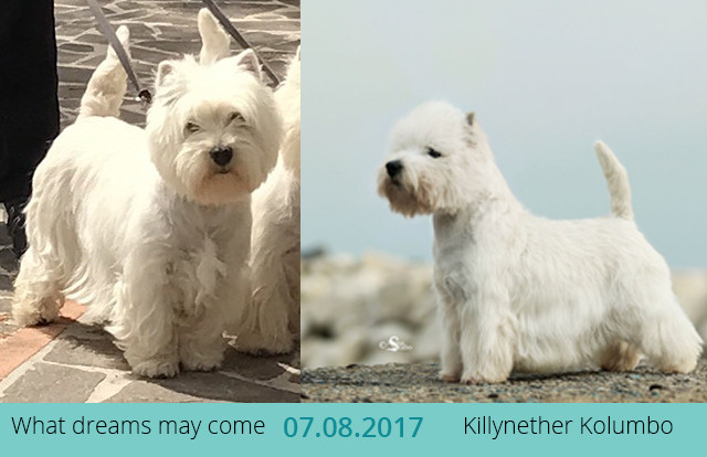 6 cuccioli da Trilly e Robbie
