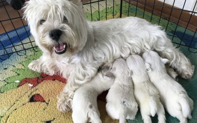 Cuccioli di Vicky e Eddy 23.05.2017