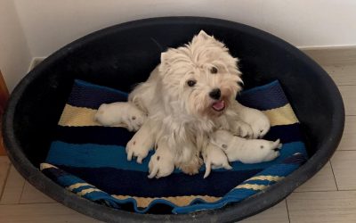 Cuccioli di Sissi e Bruno