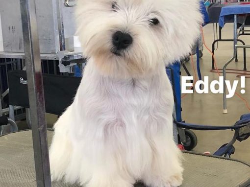 Ad Majora dei Melograni