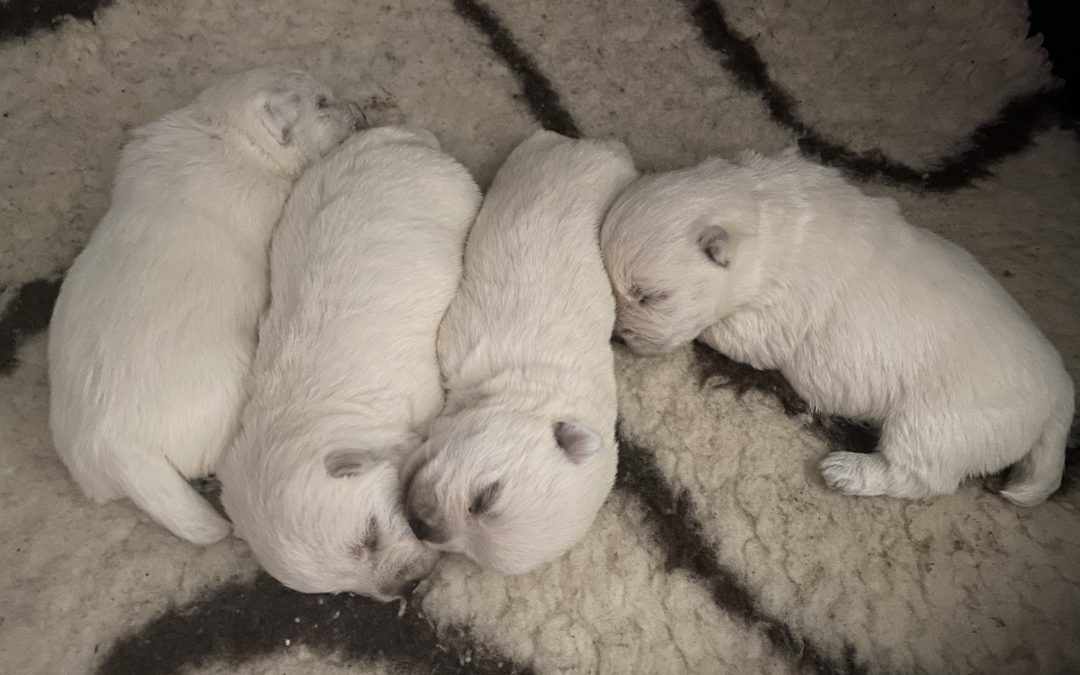 Cuccioli  Febbraio 2020