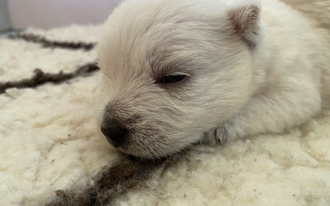 Cuccioli lieto annuncio