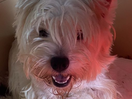 Viva la vida loca Vixan